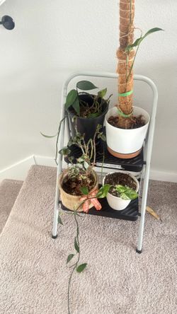 Cheap bundle of houseplants