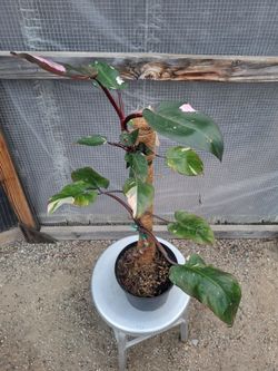 Philodendron Pink Princess 8" Nursery Pot