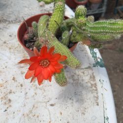 Cactus Cacahuate