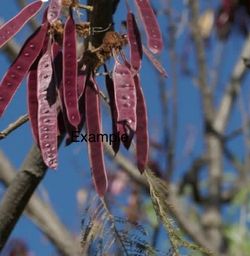Árbol de guajes colorados