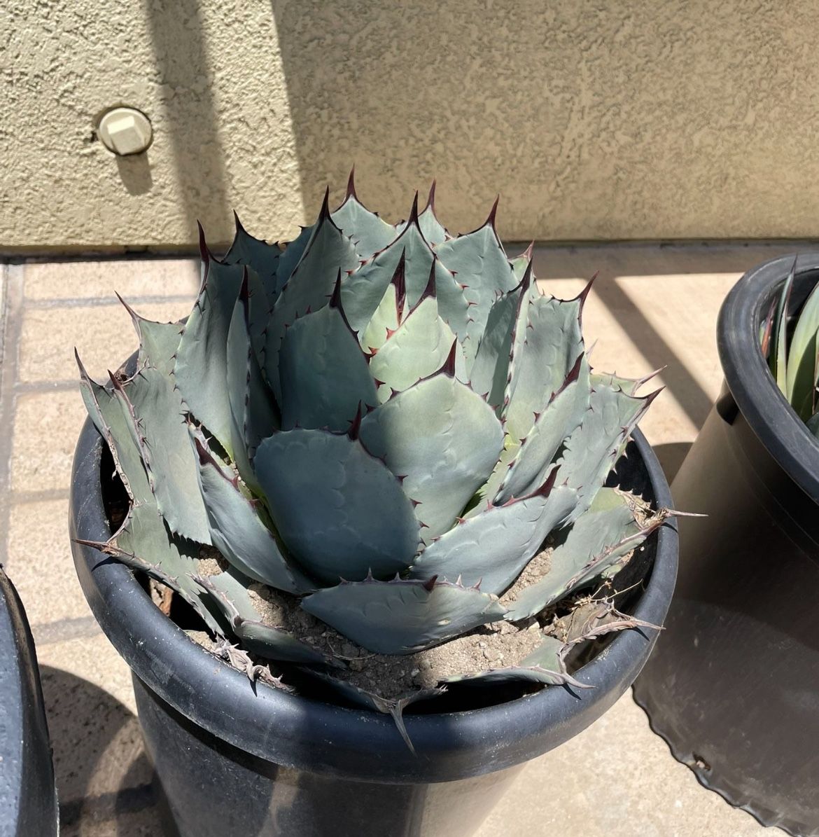 3 Succulents