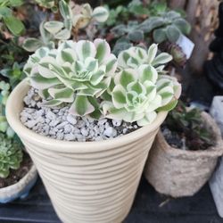 XMAS PLANT SALE THIS WEEK IN SAN LORENZO