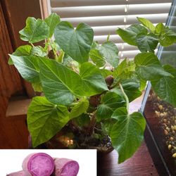 2 Rooted Purple Sweet Potato Plants in One Pot, Organic