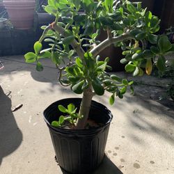 Real Jade Plant 