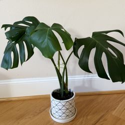 Live Healthy Monstera Deliciosa Plant In Ceramic Pot