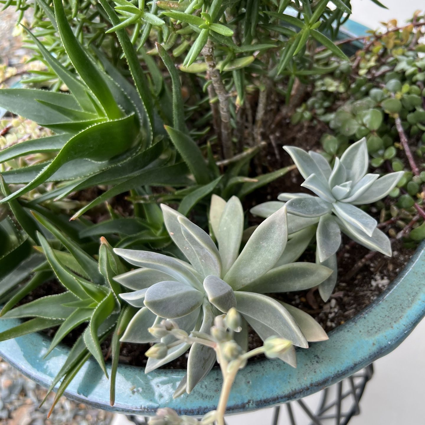 Succulent Garden Live Plants In Ceramic Teal Blue Pot.