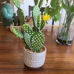 cactus decor