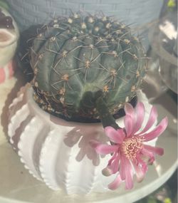 Cactus Gymnocalycium