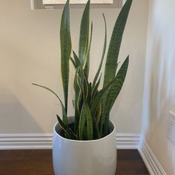 Snake Plant With Pot, 12.5” H X 12.5” W