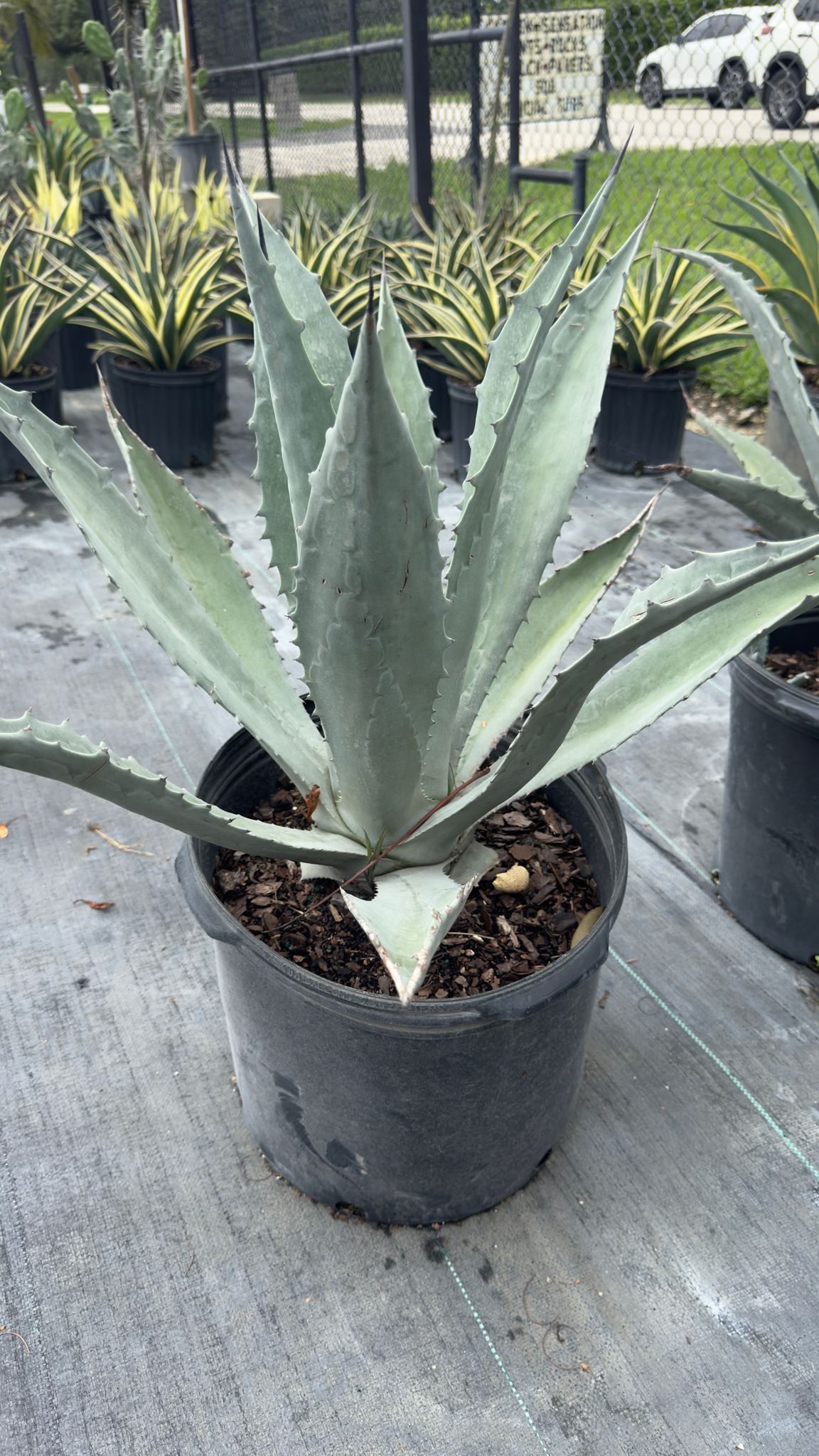 Blue Agave - 3gl