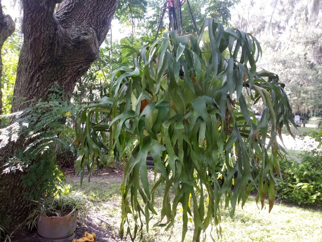 Plant staghorn ferns