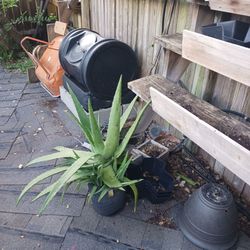 Plant Sale - Aloe Vera (Extra Large)