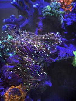 Coral