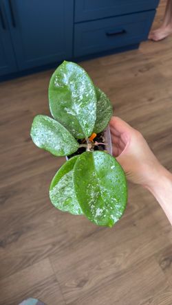 Hoya Fungii seedling splash