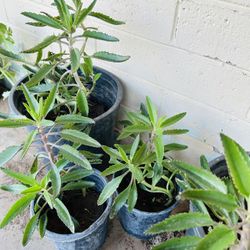 KALANCHOE PLANTS MEDICINAL PLANTS READY FOR TRASPLANTER 