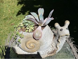 Succulent snail planter