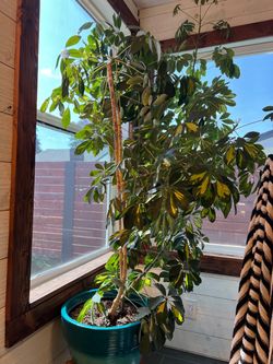 Indoor tree