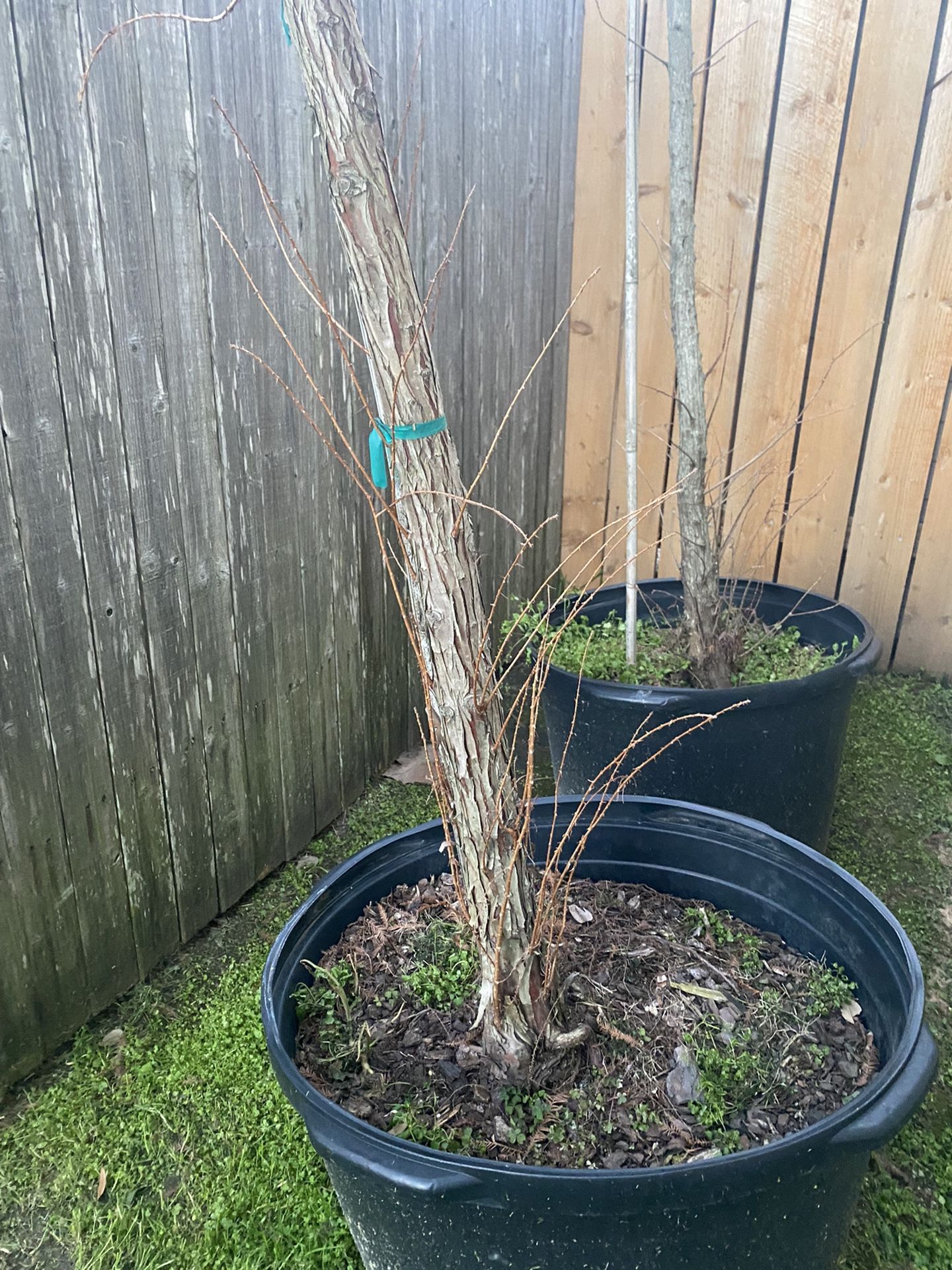 45 Gal Bald Cypress Tree Great For Bonsai Air Layering