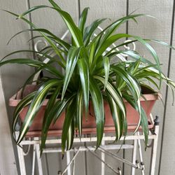 Spider Plant 