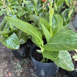 Canna Lily  'Summer Spritz Orange Zest' 