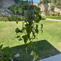 Pothos