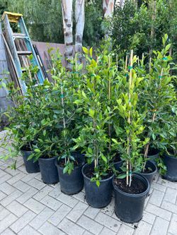 Ficus Nitida for Privacy Hedges 5 Gallons