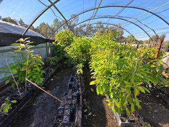 Healthy young avocado plants/trees. 
Hass on Zutano -1 year old (YO) 35$
GEM on Zutano - 1 YO 45$. 
GEM on Ashdot - 2 YO - 55$
Hass on Degania/Ashdot 