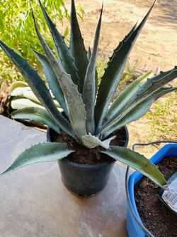 BLUE AGAVE PLANT BIG READY FOR TRASPLANTER MAGUEY PLANTA GRANDE