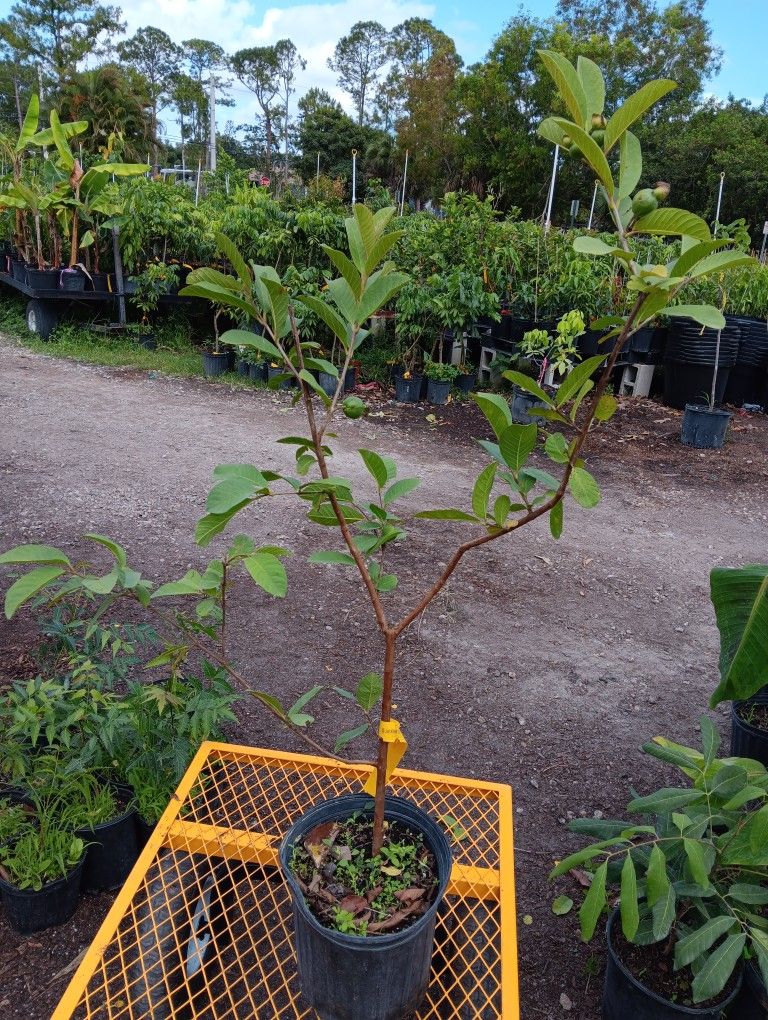 Thai Guava Plants Airlayered 3gal Arboles De Guayaba Thailandesa Injertados 3gal