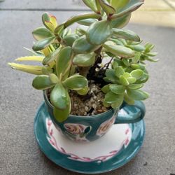 Variegated Succulent Planter