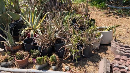 Bricks & plants