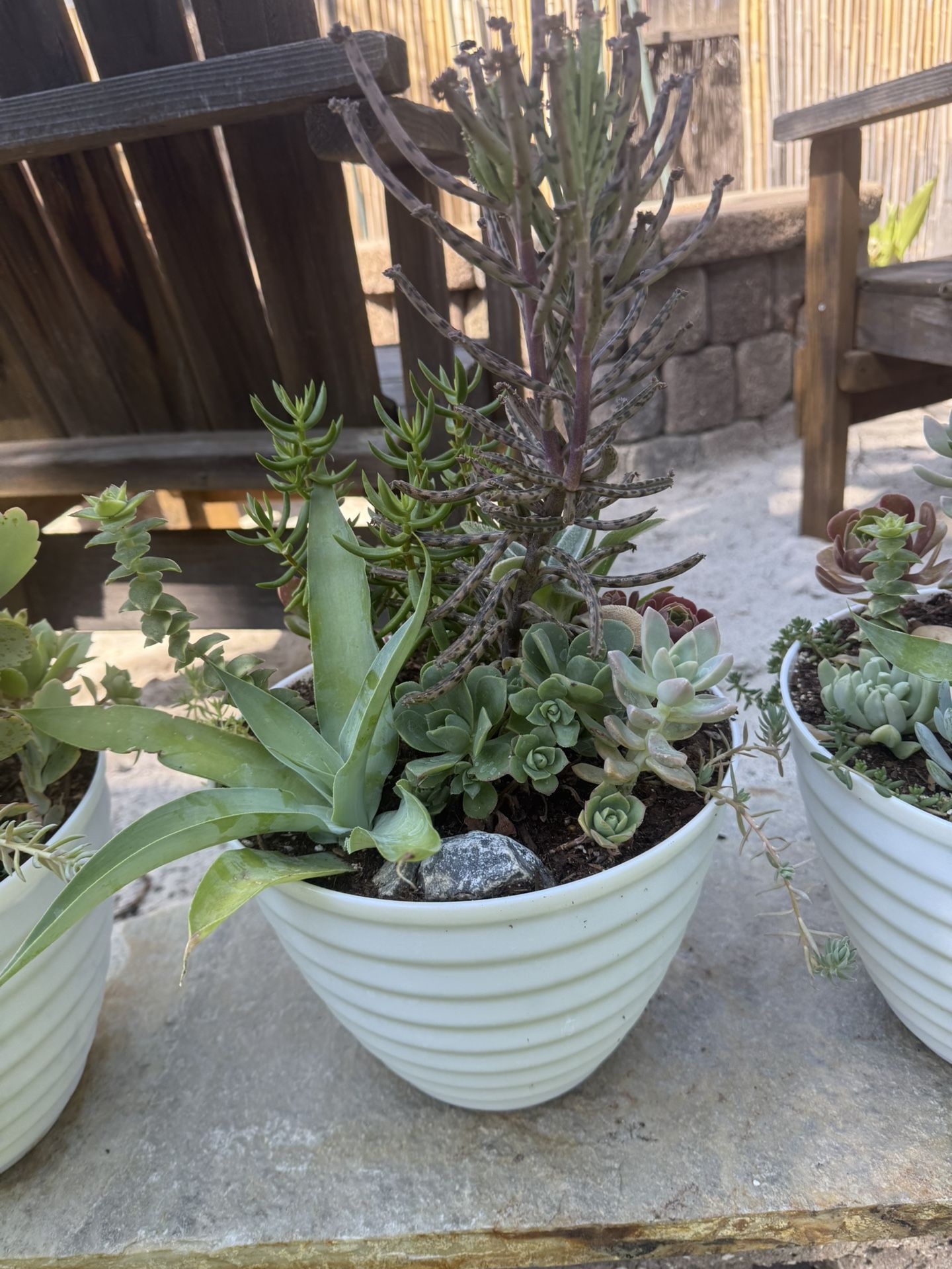 Succulents 