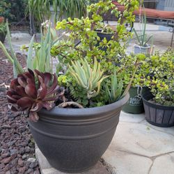 🪴 2+ Year Established Snake Plants — $20 Each or 5 for $75!