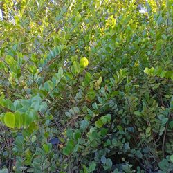 Tall Cocoplum Privacy Hedge Plants $95