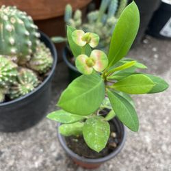 Crown Thorns Plants 🪴 