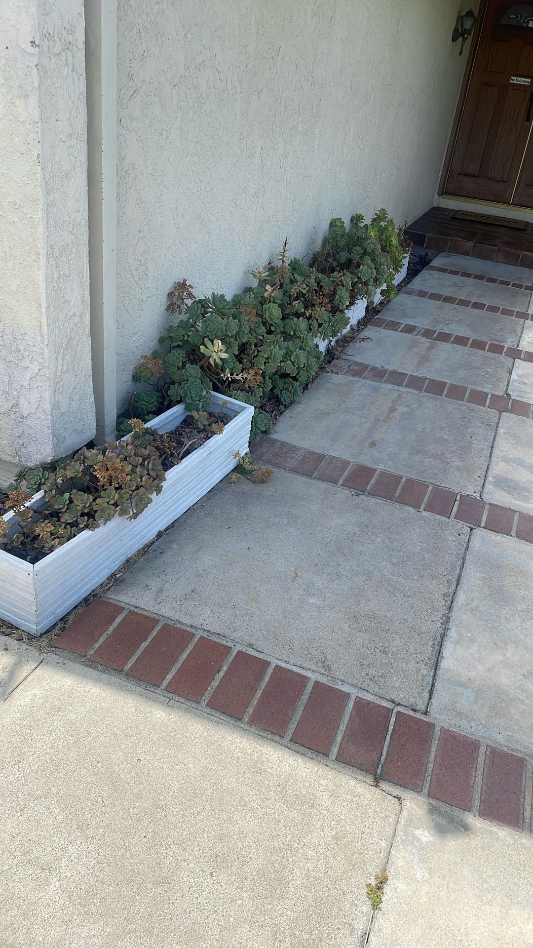 Succulents