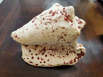 Queen Conch Shell Weathered Coral Texture with Red Encrusting Detail Nautical