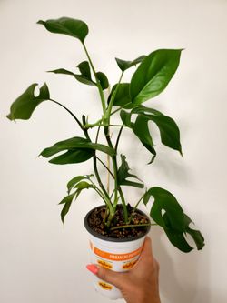 Rhaphidophora Tetrasperma