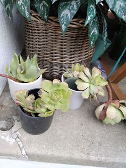 Cactus plants