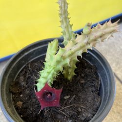 Huernia Plant