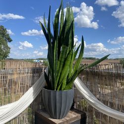 Large Snake plant 