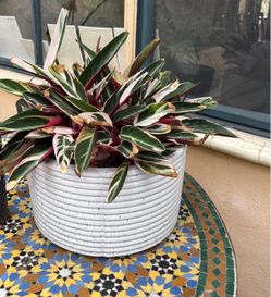 Large Variegated Stromanthe Triostar Prayer Plant with White Planter