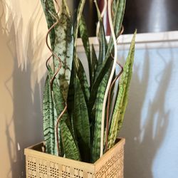 Tall Full And Healthy  Snake Plant $6