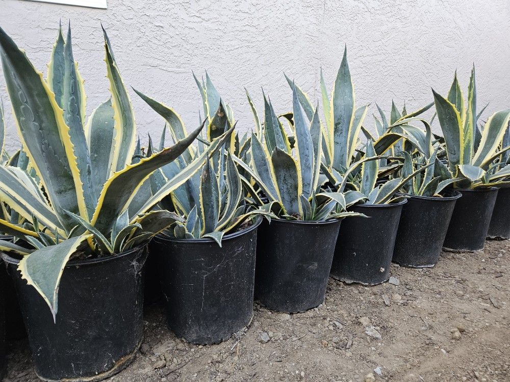 Striped Century Agave Plants, Starting At $5