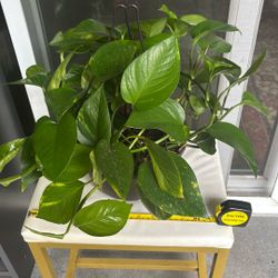 Pothos Plant