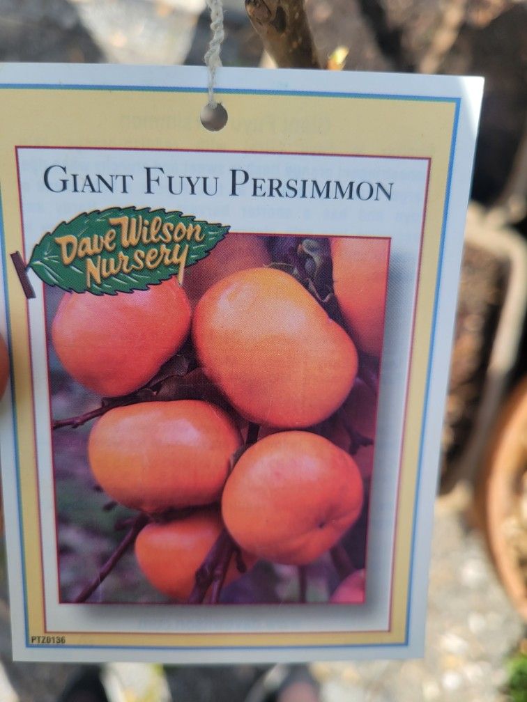 Giant FUYU PERSIMMON TREE for Sale in Orinda, CA - OfferUp