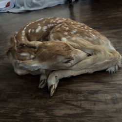 Man Cave Taxidermy Fawn