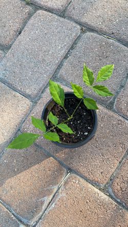 Purple Wisteria plant in 3" pot