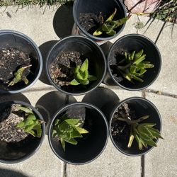 Succulent(s)