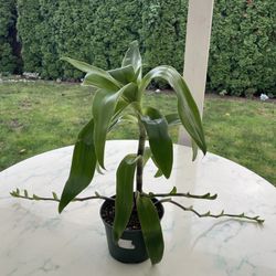 Callisia Fragrans - Medicinal Plant (Indoor / Outdoor Live Plant)